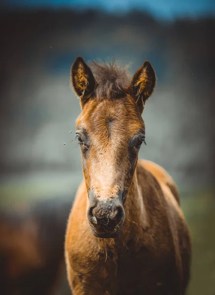 Horses Pasture Bieszczady Mountains Poland Hucul Carpathian Pony Small Horse — Stock Photo, Image