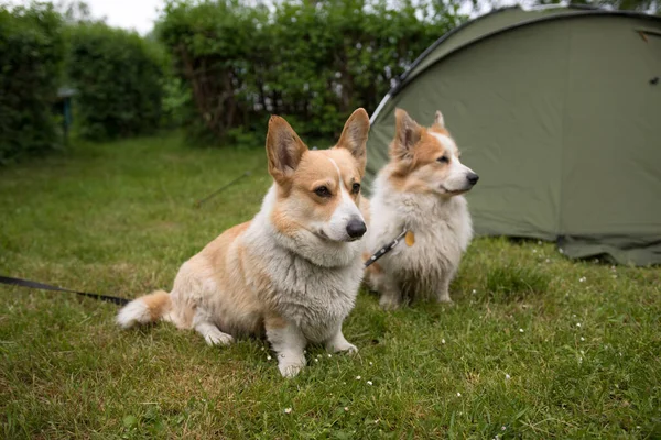 웨일스어 펨브로크 텐트를 지키고 옥외에서 — 스톡 사진
