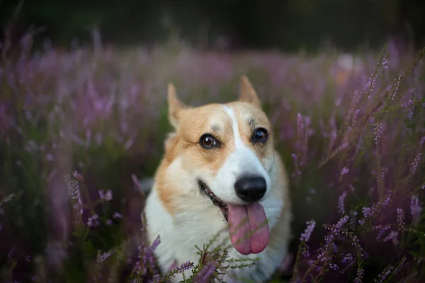 Pembroke Walijski Pies Corgi Siedzi Kwitnącej Łące Wrzosowej Szczęśliwy Pies — Zdjęcie stockowe