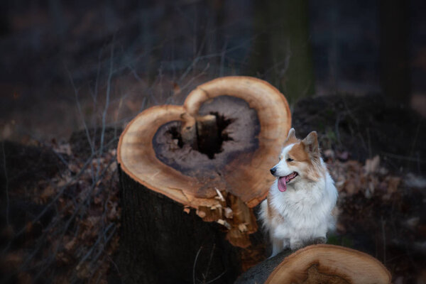 Pembroke Welsh Corgi dog stands on the trunk of a felled tree with a heart motif in the background. In the forest