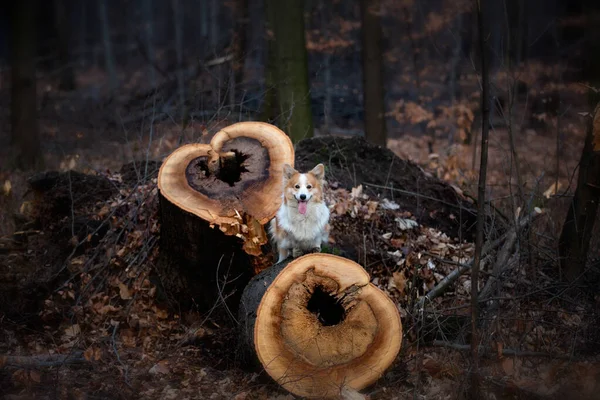Pembroke Welsh Corgi Cão Fica Tronco Uma Árvore Derrubada Com — Fotografia de Stock