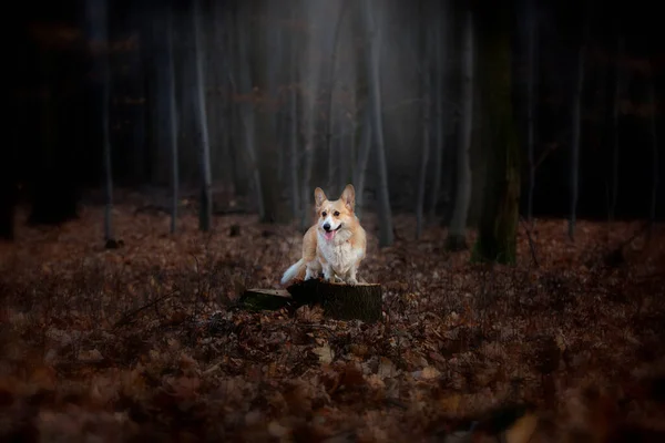Ein Walisischer Corgi Pembroke Hund Steht Auf Einem Stecknadelkopf Mitten — Stockfoto