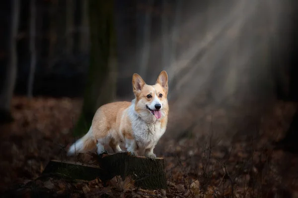 A Welsh Corgi Pembroke dog stands on a pin in the middle of the forest, illuminated by a ray of incident light. In the forest