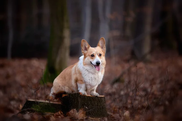 Mitten Wald Steht Ein Walisischer Corgi Pembroke Hund Auf Einer — Stockfoto