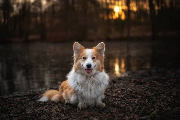 Pies Corgi Pembroke Pozował Zdjęcia Wiosennym Lesie Lesie — Zdjęcie stockowe
