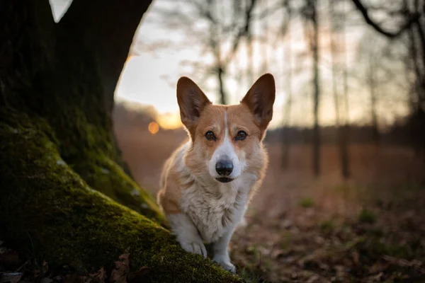 Perro Galés Corgi Pembroke Está Junto Árbol Atardecer Bosque —  Fotos de Stock