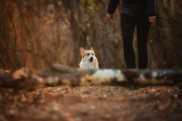 Sahibi Köpeğe Yerinde Kalmasını Söylüyor Ormanda — Stok fotoğraf