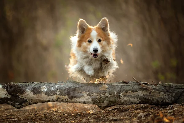 Perro Galés Corgi Pembroke Salta Través Árbol Sendero Forestal Bosque —  Fotos de Stock