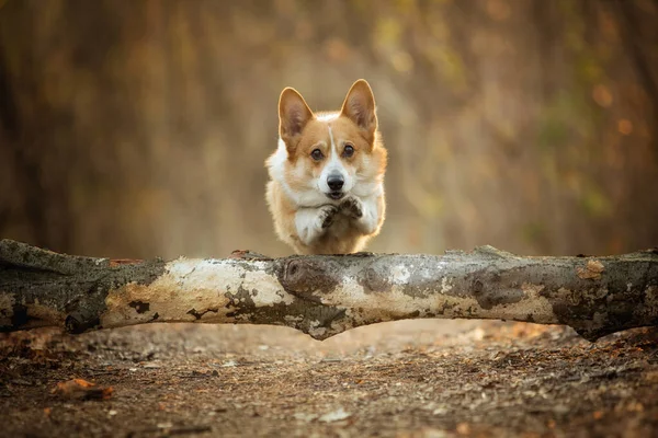 Вельш Коргі Пембрук Собака Стрибає Через Дерево Лісовій Стежці Лісі — стокове фото