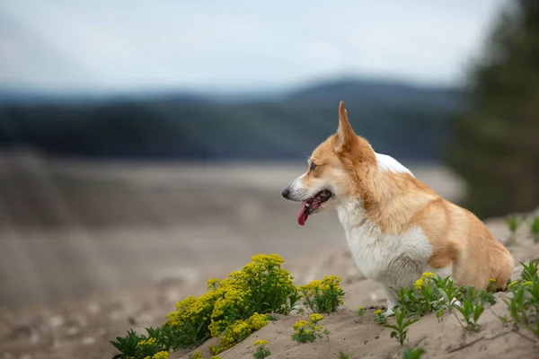 Ein Hund Der Rande Der Wüste Sitzt Und Die Ferne — Stockfoto