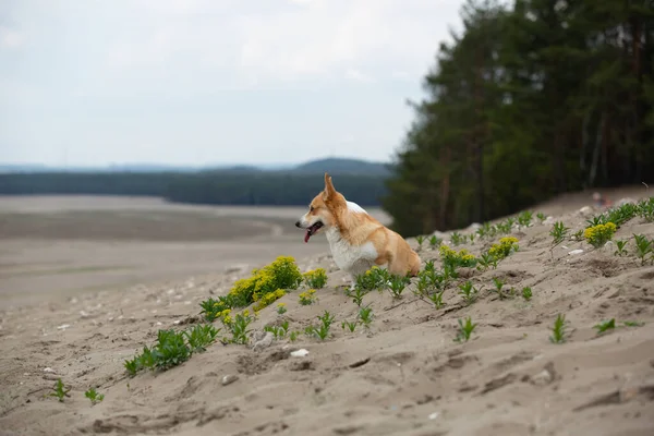 Cão Sentado Beira Deserto Olhando Para Distância Verão — Fotografia de Stock