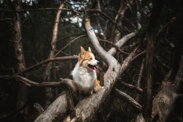 Cão Corgi Pembroke Galês Sentado Floresta Floresta — Fotografia de Stock