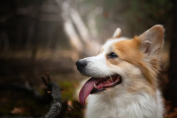 Perro Galés Corgi Pembroke Sentado Bosque Bosque —  Fotos de Stock