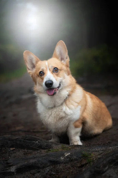 Stock image A happy Welsh Corgi Pembroke dog sits in the woods during the gloomy fall weather. A dog in the mountains