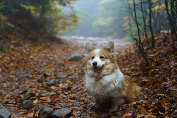 Cão Corgi Pembroke Galês Cansado Sujo Está Esperando Caminho Para — Fotografia de Stock