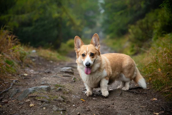 Ein Fröhlicher Walisischer Corgi Pembroke Hund Der Während Des Trüben — Stockfoto