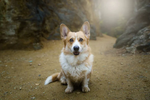Walijski Pies Corgi Pembroke Siedzi Ziemi Dużymi Kamieniami Tle Pies — Zdjęcie stockowe