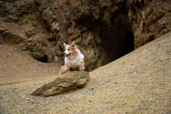 Cão Corgi Pembroke Galês Senta Chão Frente Entrada Caverna Rocha — Fotografia de Stock