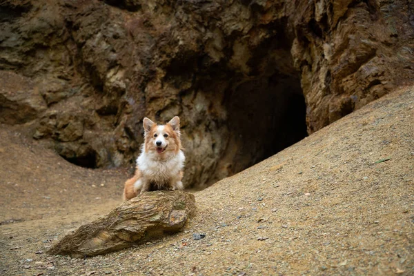 Egy Walesi Corgi Pembroke Kutya Földön Sziklabarlang Bejárata Előtt Egy — Stock Fotó