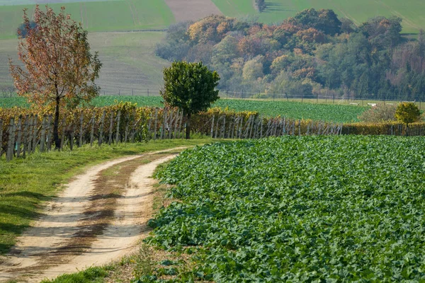 Road Winding Fields Vines Moravia Czech Republic — Stock Photo, Image