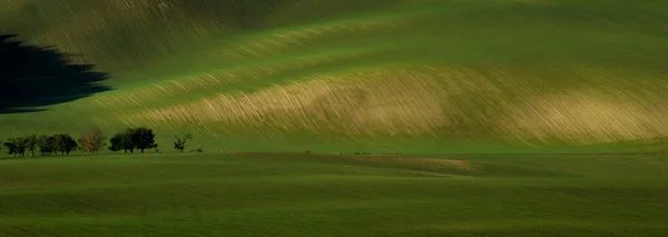Vacker Grön Tsunami Mähriska Fälten Republiken Tjeckien — Stockfoto