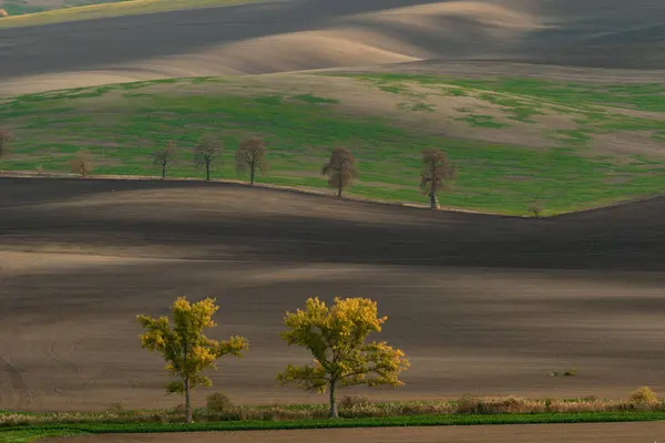 Schöne Mährische Felder Mit Alleen Von Bäumen Die Morgennebel Gehüllt — Stockfoto