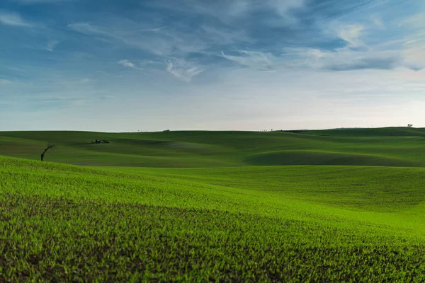Maravilhoso Panorama Belos Campos Morávios Verdes Ondulados Com Uma Árvore — Fotografia de Stock