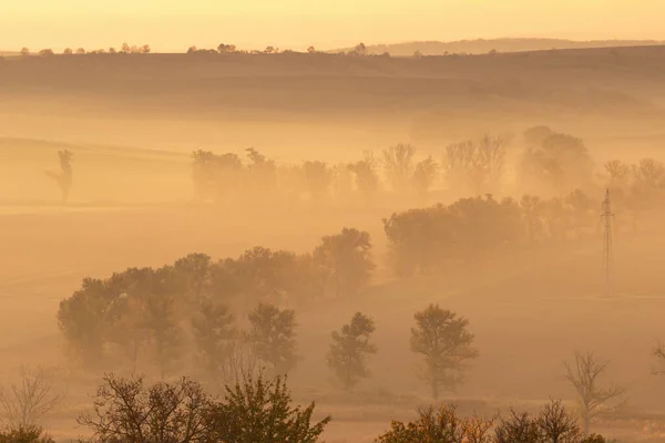 Красивые Моравские Поля Аллеями Деревьев Окутанными Утренним Туманом Чехия — стоковое фото
