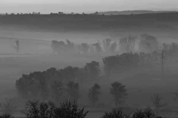 Όμορφα Λιβάδια Μοραβίας Λεωφόρους Δέντρων Τυλιγμένα Πρωινή Ομίχλη Τσεχική Δημοκρατία — Φωτογραφία Αρχείου