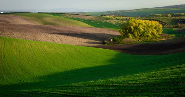 Wspaniałe Krajobrazy Jesiennych Pól Morawskich Złotej Godzinie Republika Czeska — Zdjęcie stockowe