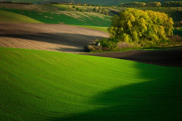 秋天美丽的风景秀丽的摩拉维亚田野在黄金时刻 捷克共和国 — 图库照片