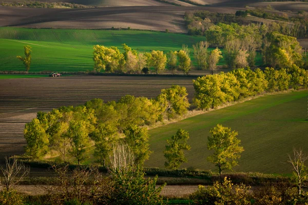 Eichenallee Der Mährischen Felder Der Goldenen Stunde Tschechien — Stockfoto