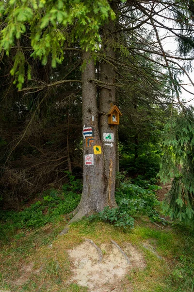 Die Kreuzung Von Wanderwegen Verschiedenen Farben Auf Einen Baum Gemalt — Stockfoto