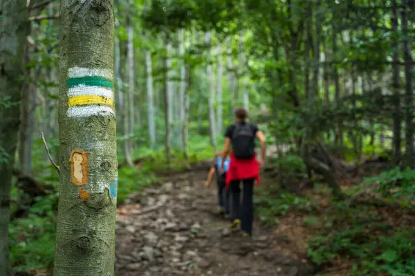 远足小径上的绿色和黄色标记 画在树上 标识将引导我们到达目的地 而不是走在路上 在后台游荡的游客 波兰山区 — 图库照片