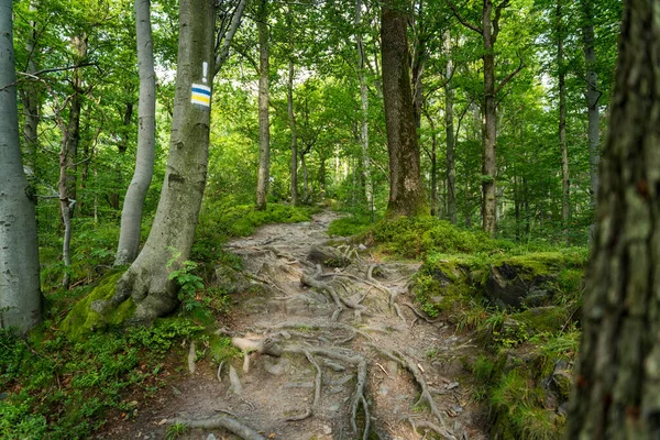 Markierung Des Wanderweges Gelb Und Blau Auf Einen Baum Gemalt — Stockfoto