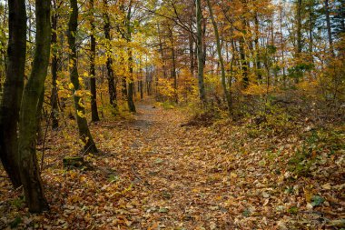 Üzerinde bir sürü yaprak bulunan dağ yürüyüşü patikası. Polonya dağları