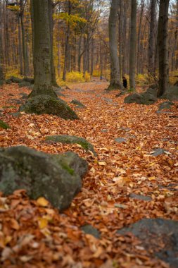 Üzerinde bir sürü yaprak bulunan dağ yürüyüşü patikası. Polonya dağları