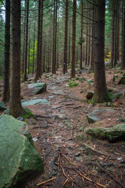 Yağmurlu sonbahar havasında dağ yolu manzarası. Polonya dağları