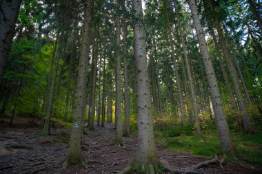 Bir sürü kökü olan inanılmaz bir yürüyüş yolu. Polonya dağları