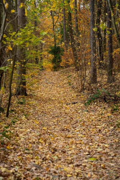 stock image A mountain hiking trail shrouded in lots of leaves lying on it. Polish mountains