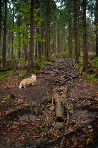 Feliz Cão Corgi Pembroke Galês Floresta Durante Clima Sombrio Outono — Fotografia de Stock