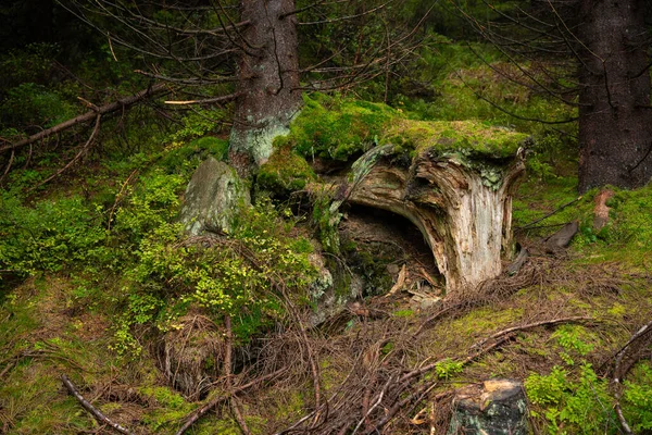 Корень Дерева Покритий Великою Кількістю Моху Польські Гори — стокове фото