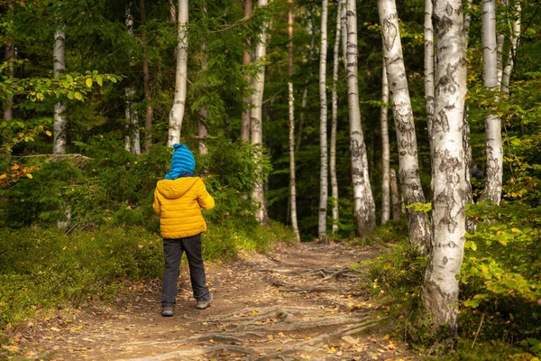 Een Jongetje Loopt Een Wandelpad Door Het Bos Zijn Berkenbomen — Stockfoto