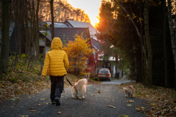 Het Kleine Kind Zijn Corgi Hond Brengen Tijd Samen Door — Stockfoto