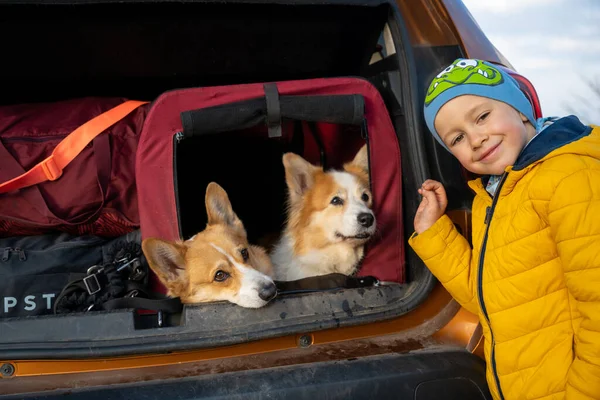 Tired dogs sit in the kennel in the trunk of the car. Polish mountains