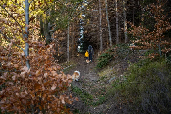 Egy Anya Egy Gyerekkel Egy Kutyával Sétál Hegyi Túraútvonalon Családi — Stock Fotó