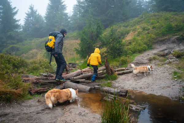 Mom Her Son Dogs Walk Logs Lying Small Stream Polish — Stock Photo, Image