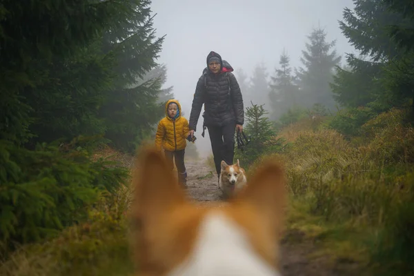 View of the mother with her son and dog walking on a wet mountain trail from the perspective of the dog's head. View from between the dog's ears. Polish mountains