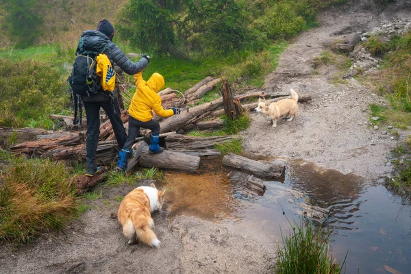 Anya Fiával Kutyáival Rönkökön Sétál Egy Kis Patakon Lengyel Hegyek Stock Kép