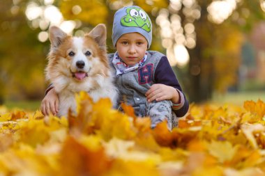 Arkadaşlar, bebek ve köpek güzel altın yapraklar içinde birlikte oturuyorlar. Parkta sonbahar. Yedi yaşında bir çocuk.